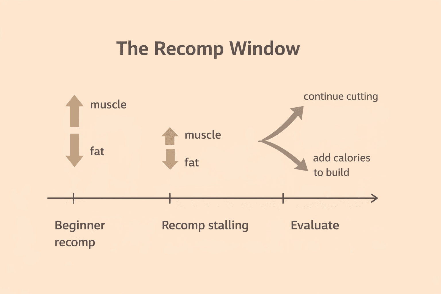 Tidslinjediagram som visar tre faser av kroppsrecomp: nybörjarrecomp där muskel går upp och fett går ner samtidigt, recompen avtar där muskeltillväxten saktar in, och beslutsförgreningen mellan att fortsätta deffa eller lägga på kalorier för att bygga